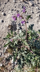 Phacelia