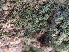 Flakea papillata