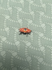 Gasteracantha quadrispinosa