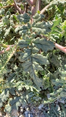 Phacelia