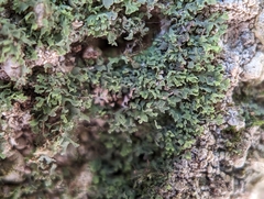 Flakea papillata