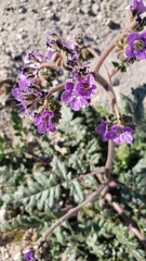 Phacelia