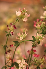 Acmispon cytisoides