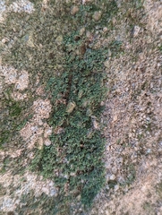 Flakea papillata