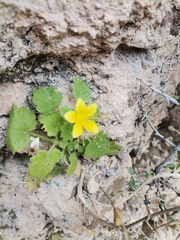 Eucnide bartonioides