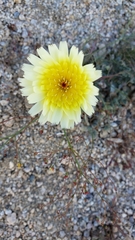 Malacothrix glabrata