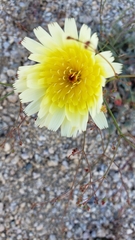 Malacothrix glabrata