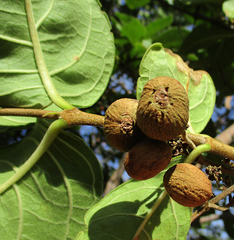 Vangueria