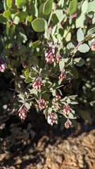 Arctostaphylos nissenana