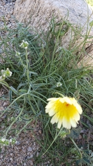 Malacothrix glabrata