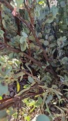 Arctostaphylos nissenana