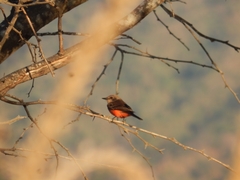 Pyrocephalus rubinus