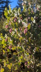 Arctostaphylos nissenana