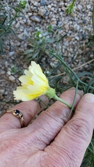 Malacothrix glabrata