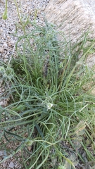 Malacothrix glabrata