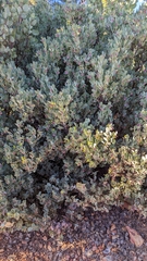 Arctostaphylos nissenana