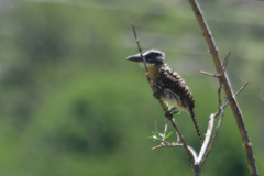 Nystalus maculatus
