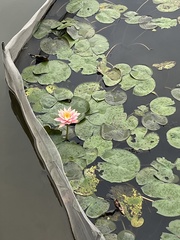 Nymphaea rubra