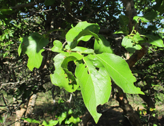 Vangueria