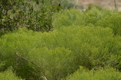 Baccharis notosergila