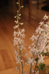 Delphinium gypsophilum