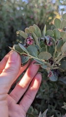 Arctostaphylos nissenana