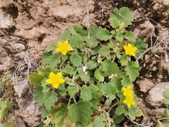 Eucnide bartonioides