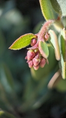 Arctostaphylos nissenana