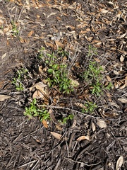 Brickellia cylindracea