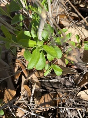 Brickellia cylindracea
