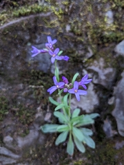 Boechera breweri