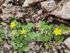 Eucnide bartonioides
