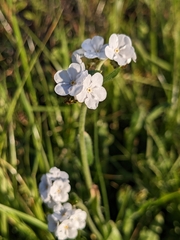 Plagiobothrys nothofulvus