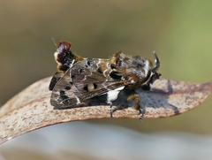 Genduara punctigera