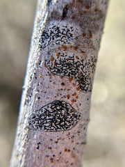 Opegrapha