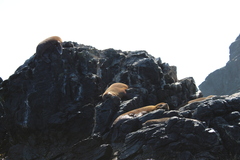 Arctocephalus australis