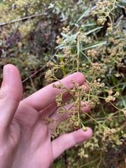 Astrotricha ledifolia