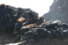 Arctocephalus australis