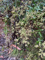 Astrotricha ledifolia