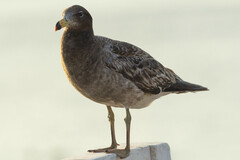 Larus belcheri