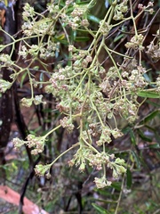 Astrotricha ledifolia