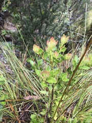 Phyllocladus aspleniifolius