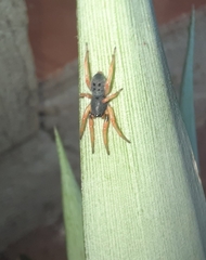 Trachelopachys