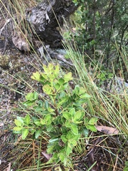 Phyllocladus aspleniifolius