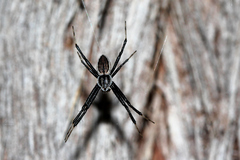Argiope ocyaloides