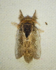 Euglyphis necopina