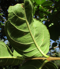 Vangueria