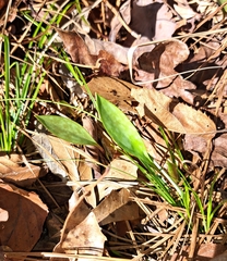 Erythronium rostratum