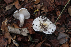 Hygrophorus subsordidus