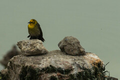 Chrysomus icterocephalus